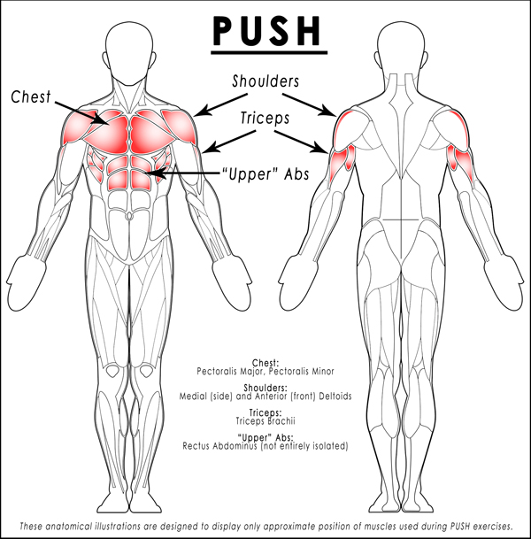 Muscles under tension