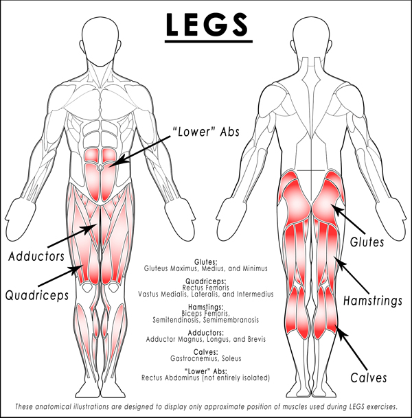 Preserving muscle mass