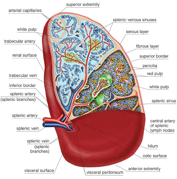 gratitude for aging body health — illustration 19 from Doug Jones' original Garden Island column
